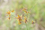 Sharpscale flatsedge